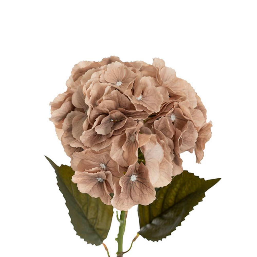 Plorax's Eldorado Hydrangea Stem Nude (18cmDx64cmH) Set of 6 - House of Hyne