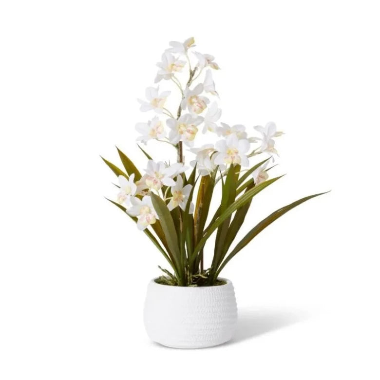 Lunara Cymbidium Hybrid Dimple Pot 1