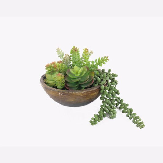 Kaori Mixed Succulent Bowl - Green & Natural - Notbrand