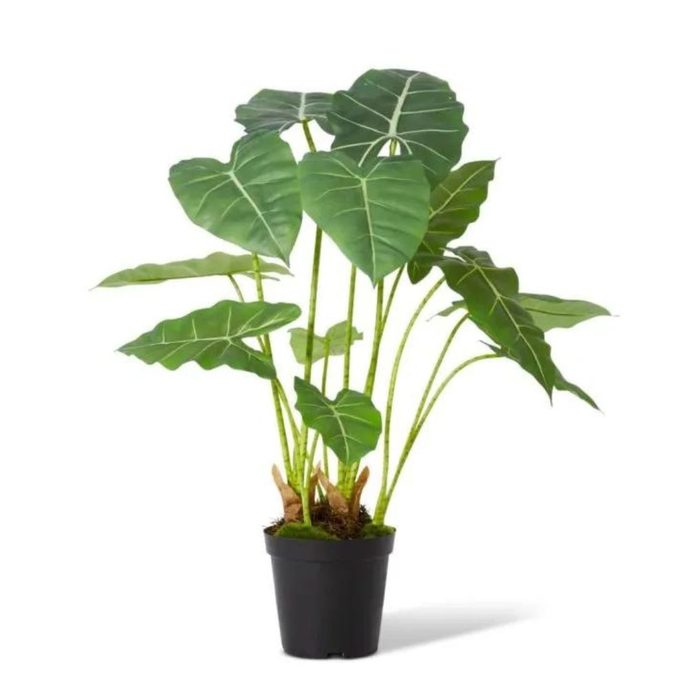 Alocasia Frydek Potted - Green - NotBrand