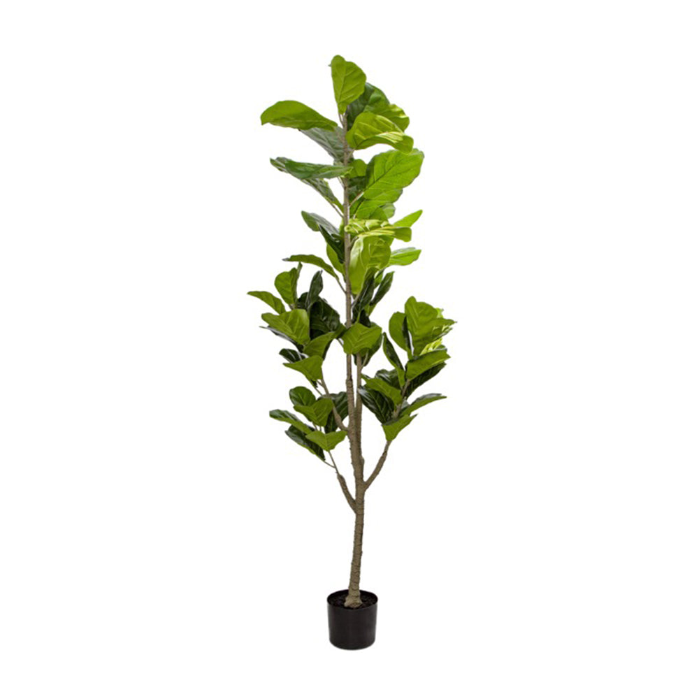 Artificial Fiddle Leaf Tree Potted Green (180cm) - Notbrand